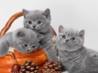 British shorthair kedileri