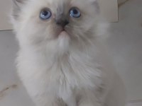 SAFKAN RAGDOLL YAVRUMUZ YENİ YUVASINI ARIYOR