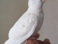 Erkek yavru sultan papağanlar