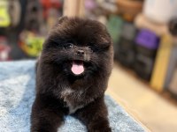 Siyah İnci Pomeranian