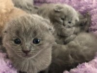 Orijinal ırk scottish fold