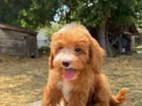 MALTİPOO ERKEK RED