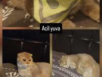 1.5 yaş erkek ücretsiz kedimiz