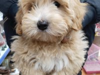 Erkek maltipoo yavru