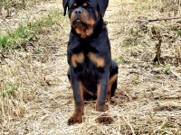 A şecereli üst düzey kaliteli genç rottweiler