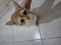 British Shorthair Kedimiz