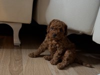 Toy poodle yavru dişi istanbul