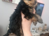 Yorkshire terrier yavruları