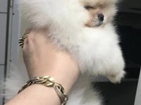 Üst kalite pomeranian boo