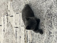 Yavru British shorthair sahiplendirme