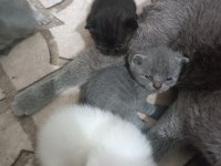 SCOTTİSH FOLD AİLELERİNİZİN NEŞELERİ RENKLİ GÖZLER