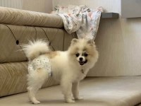 Pomeranian Boo Dişi Köpeğimiz