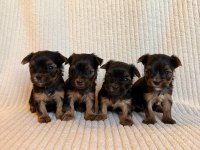 Teacup Yorkshire Terrier Ev Doğumlu Yavrular