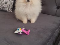 Pomeranian boo köpeği