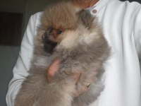 Orijinal Pomeranian Boo