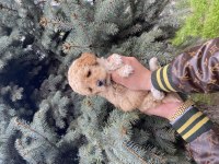 Muazzam Güzellikteki Kore Kanı Maltipoo Bebeklerimiz