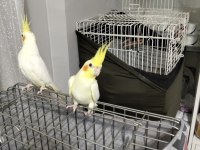 3 - 4 aylık bebek sultan papağanı