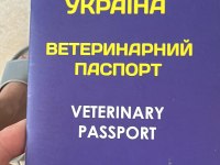 Pomeranian Dişi Yavru