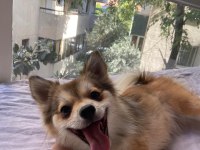 Pomeranian Dişi Kızımız