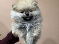Petmode köpek çiftliğinden pomeranian boo