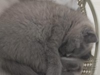 Ücretsiz sahiplendirme british shorthair