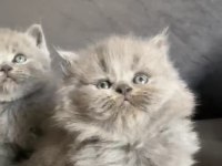 Scottish shorthair yavru Antalya