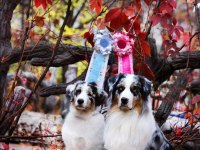 Safkan Avusturya Çoban Köpeği Yavruları