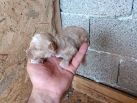 Kıvırcık tüylü Toy Poodle ve Maltipoo yavrular