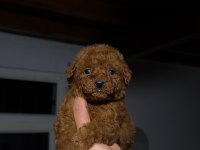 KORE TOY POODLE YAVRULARI YENİ YUVASINA HAZIR