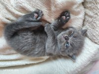 Scottish fold kediler