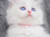 İpeksi tüylü Silver British Longhair 