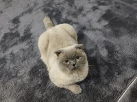 Scottish fold kedime dişi arıyoruz çiftleşecek