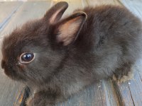Netherland dwarf Hollanda cücesi tavşan