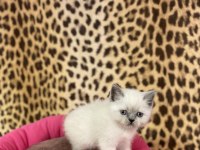 Brıtısh Shorthair Blue Point Yavrularım