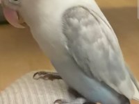 1 Aylık Yavru Papağanımızın Isırması Yok