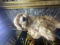Maltipoo yavrusu köpeklerimiz