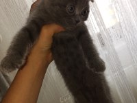Dişi 2 adet scottish fold