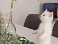Konuşan kedi