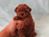 Poodle Minişlerim