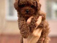 Toy Poodle Puppy
