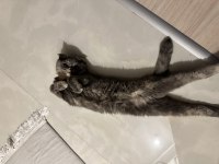 2 yaşında sakin sevimli cana yakın scottish fold