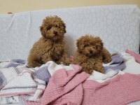 Dişi erkek kore baba toy anne poodle yavrular