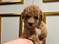 BAL POODLE ÇOCUKLAR
