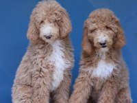 KALİTELİ DEV POODLE YAVRULAR