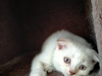 Kızımız yeni yuvasını arıyor scottish fold