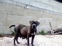 70 günlük dişi blue ve siyah cane corso yavrular