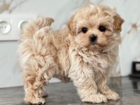 Maltipoo Bebek Surat Ultra Mini Yavrularımız