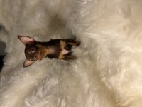 A Kalite Micro Çikolata - Teacup Çikolata Tan Şivava Dişiler