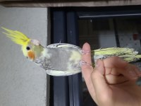 Uyguna sultan papağanı