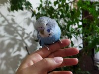 Damızlık muhabbet kuşu